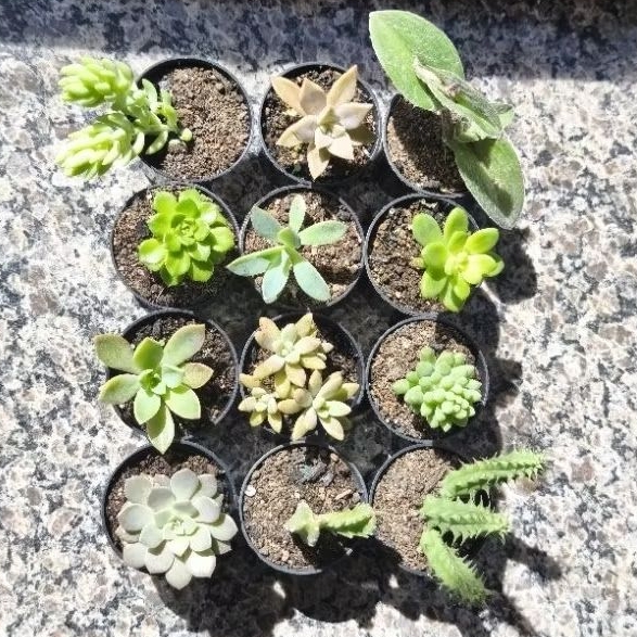 Kit com 12 Suculentas (pote n°6)🌱