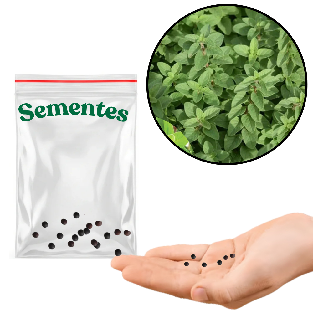 Sementes S32 Manjerona O Toque Mediterrâneo de Sabor Delicado na Sua Cozinha Selecionadas