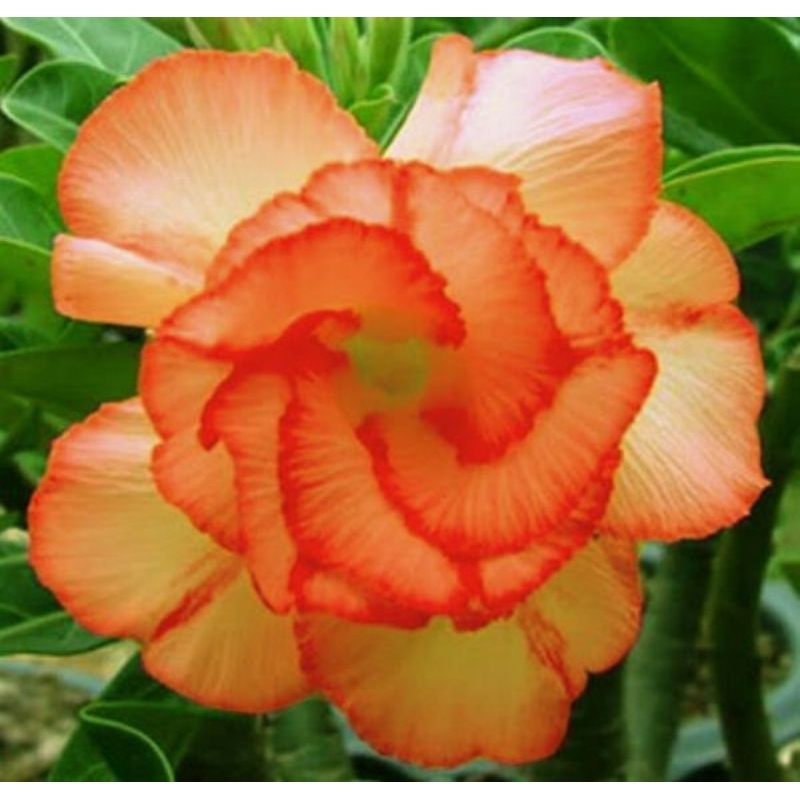5 sementes de rosa do deserto laranja