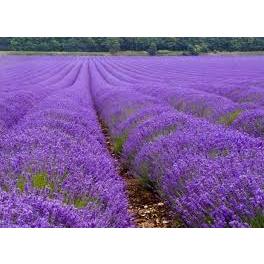 Sementes de Lavanda – Aroma Inconfundível