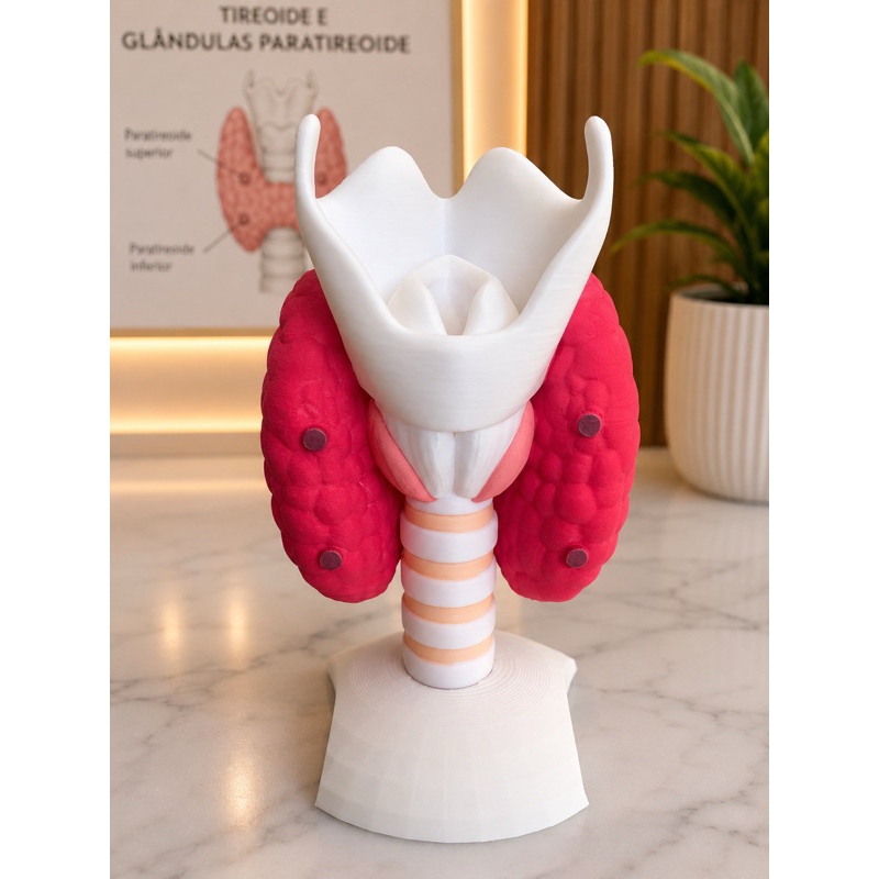 Anatômico Educacional Tireoide com Glândulas Paratireoides Anatomia Humana Endocrinologia Peça Decorativa Consultório