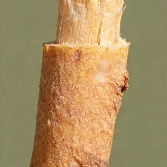 Escova Dental 100% Natural Miswak Orgânica Biodegradável