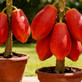 Mamão Anão Red Tailandês 10 Sementes Premium Alta Germinação para Plantio