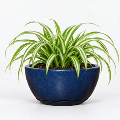 Vaso de Planta Decorativo Bacia Redonda N1 Luxo Polida lisa com Prato coletor