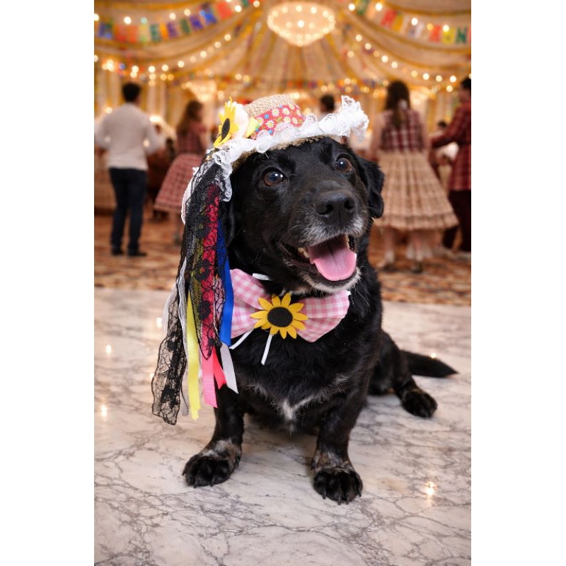 Chapéu Junino Pet + Gravata Borboleta Kit Festa Junina Cachorro Cão Fantasia Pet Tamanho Único
