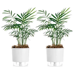 2 Vaso Autoirrigável Terrazzo 02 Reservatório Horta Flor Raiz