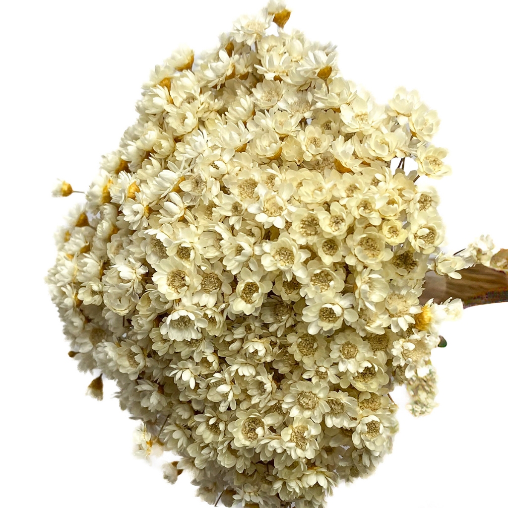 300 Flores Sempre Viva Branca Natural Desidratada Buquê Casamento e Decoração Premium em Oferta na Shopee