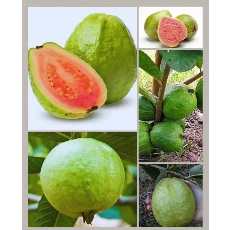20 Sementes de Goiaba Tailandesa Gigante