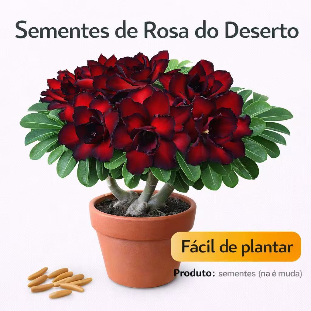 Toque natural 2 sementes 4 sementes 10 sementes rosa do deserto vermelha c/b preta seeds