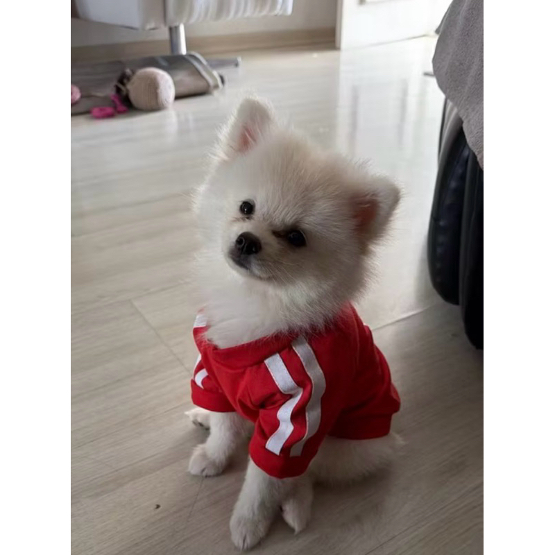 Roupa Time Pet Porte Pequeno Cachorro Blusa Torcedor Pet Blusa Pet Time — imagem 2 de 2