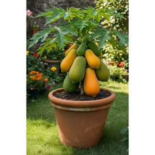 Sementes Mamão Anão Do Amazonas Papaya 50 sementes em Oferta na Shopee