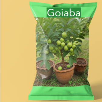 pacote sementes  de Goiaba Gigante para vasos II