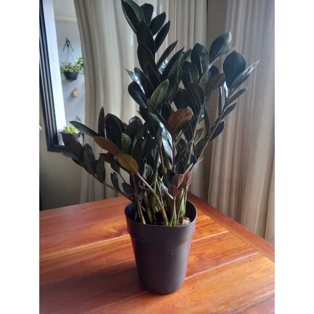 planta samiocuca black pote grande linda impecavel natural