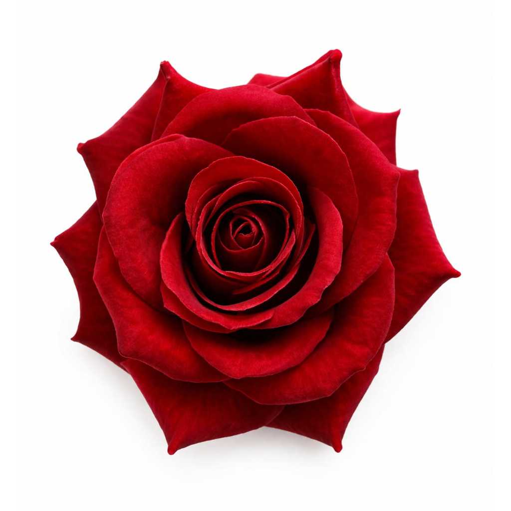 Rosa Presilha de Cabelo Aveludada Acessório Cigano e Pomba Gira Vermelha Luxo