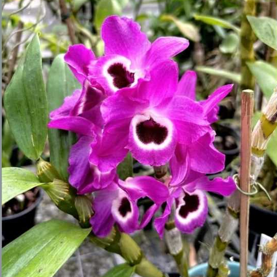 KIIT 2 ORQUÍDEA DENDROBIUM| OLHO DE BONECA