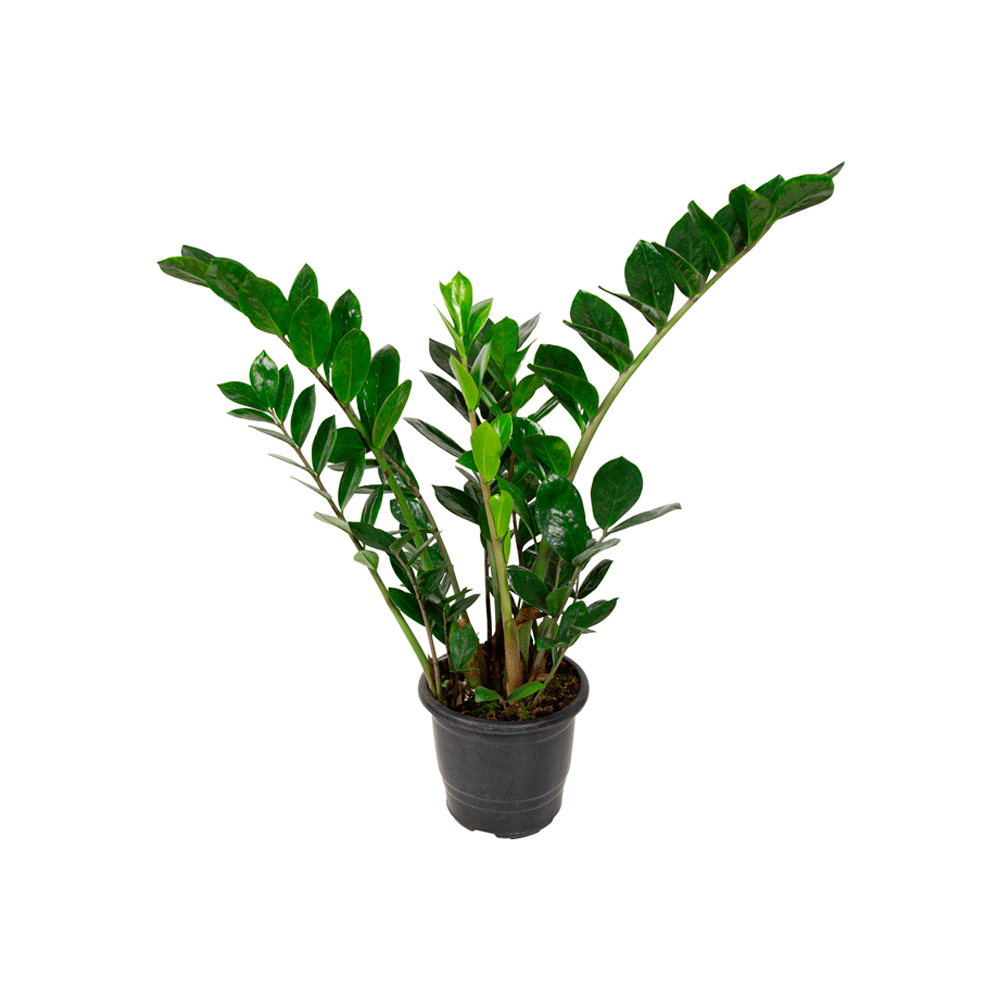 Substrato para Zamioculca – Planta da Fortuna / Pronto para Uso, plantas lindas / Envio Rápido! — imagem 2 de 2