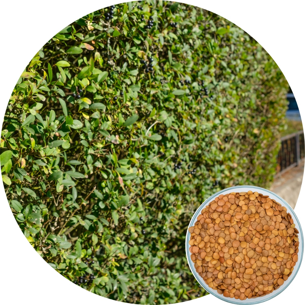 Sementes de Sansão do campo (Cerca Viva) - 250g Para plantio