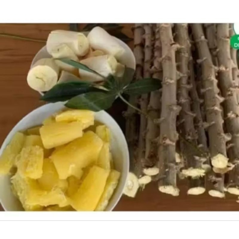 ramas de mandioca amarela 20unidades