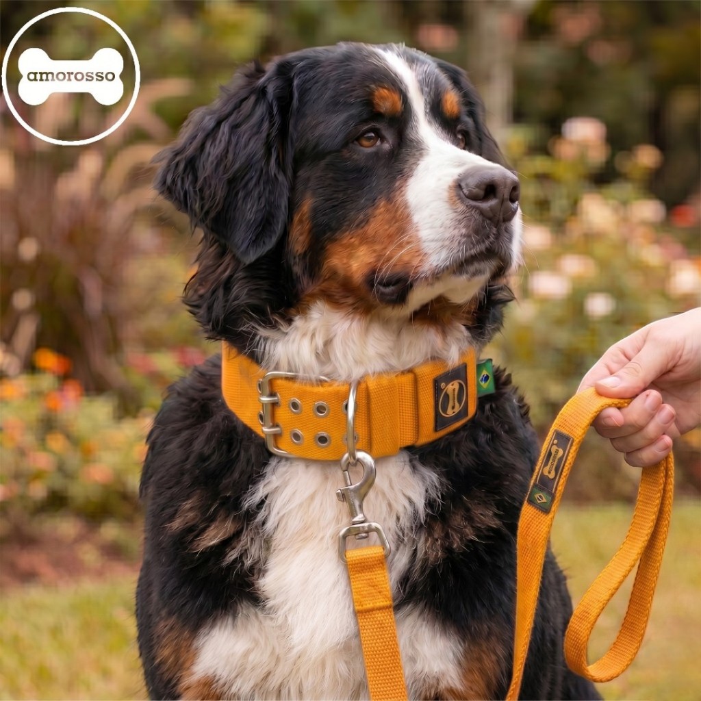 Coleira Amarela Grande Guia Unificada 80cm Curta Cachorro Amorosso Bernese Pitbull Rottweiler Cane Corso Mastiff Inglês