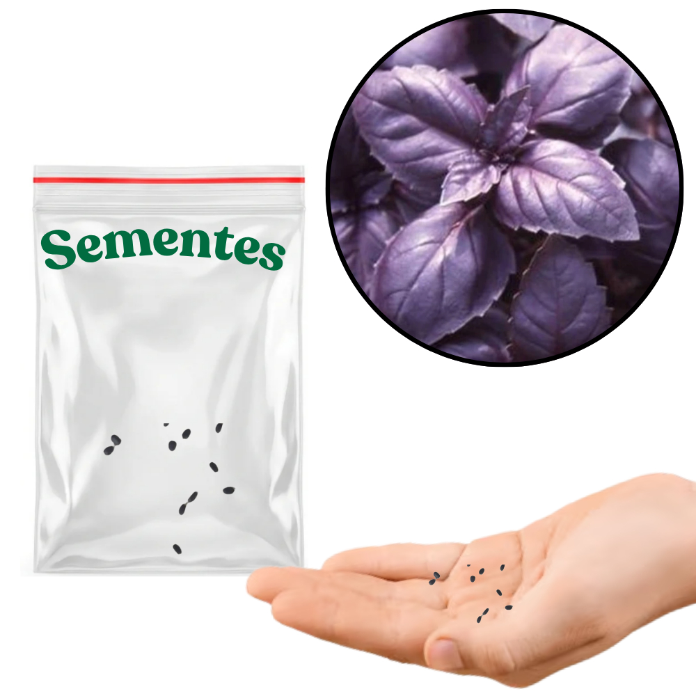 Sementes S33  Manjericão Roxo: O Segredo de Um Jardim Aromático e Um Prato Sofisticado Clima