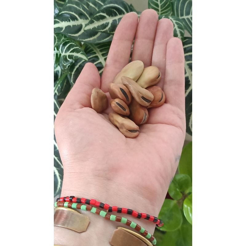 Fava de Iansã/Yansã/Oyà - Kit com 03, 06 ou 09 favas