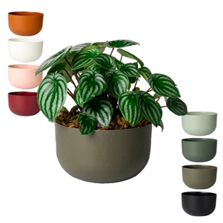 Cachepo Due N6 Cuia 21 Plantas Vasos Raiz 24cm - Cor em Oferta na Shopee