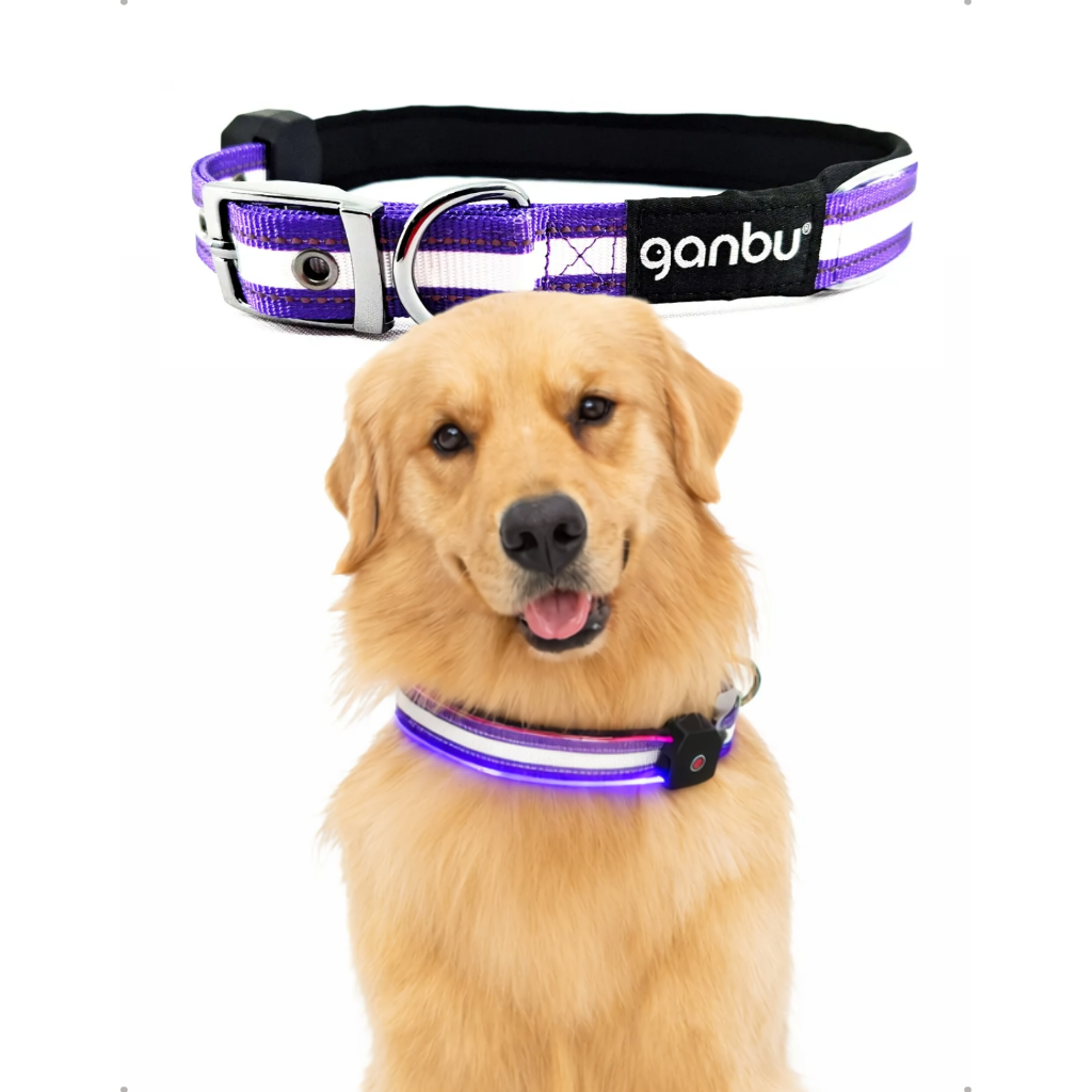 Coleira Roxa com Led Recarregável para Pet Ganbu – Passeios Noturnos, Iluminação e Segurança