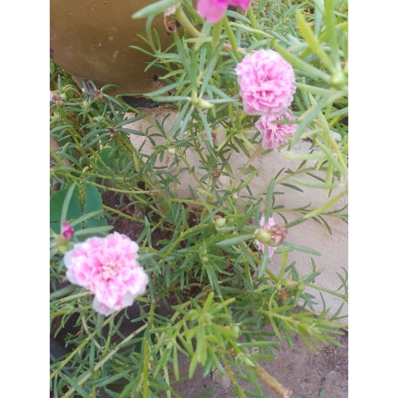 Estacas de 11 horas sem terra