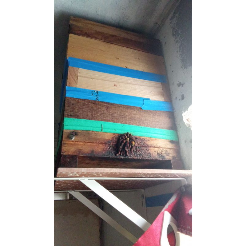 Caixa de abelha Uruçu amarela com 2 sobre ninho com resto da casa delas caminhos de cera pronta atrativo ótimo para isca