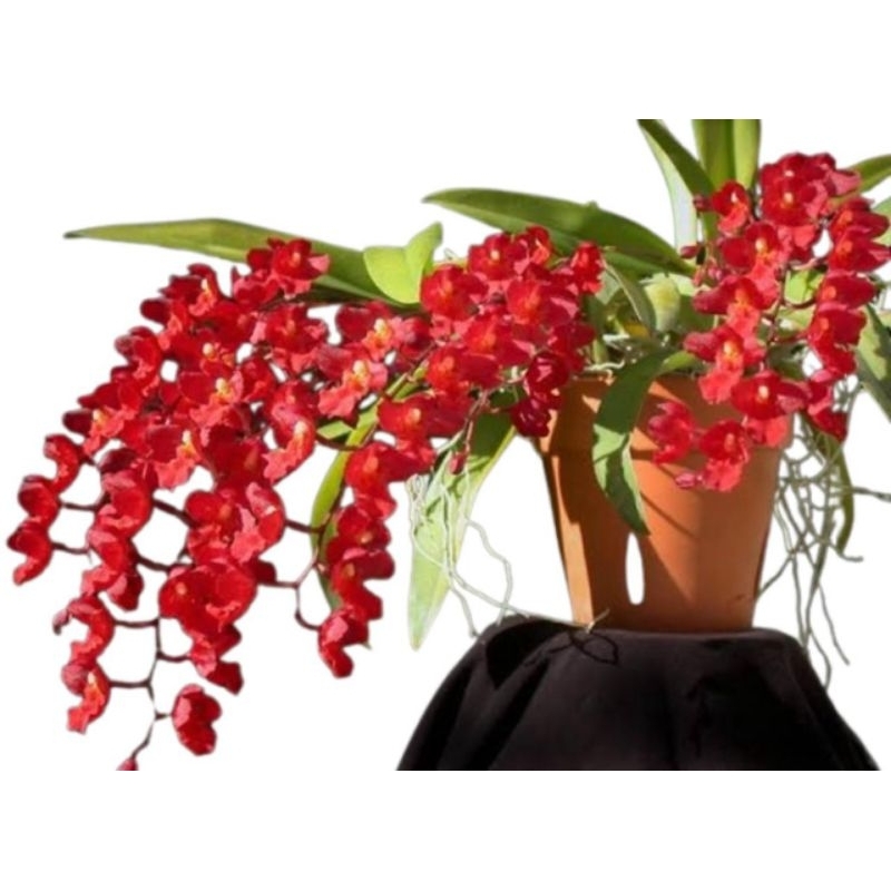 Orquídea Howeara Lava Burst