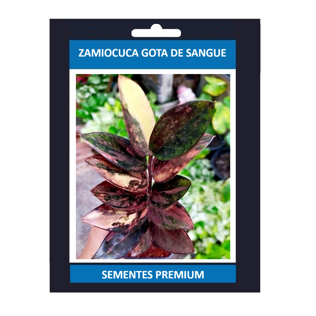 PROMOÇÃO ENVIO SUPER RÁPIDO zamiocuca gota de sangue 100 sementes com manual de cultivo II T1