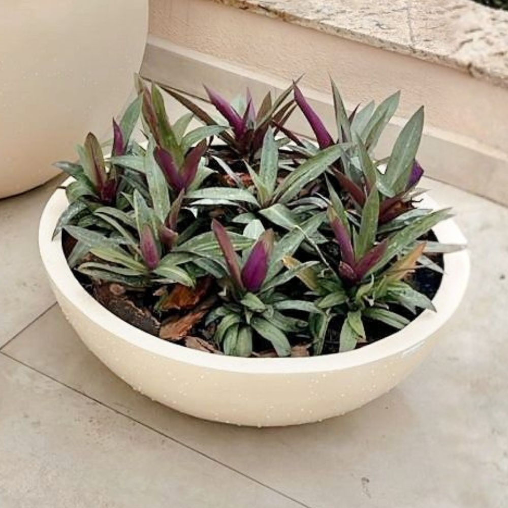 Vaso Fibra De Vidro Bacia Vietnamita Baixa M 58,7cm para Suculentas Jardim Lindo Vaso