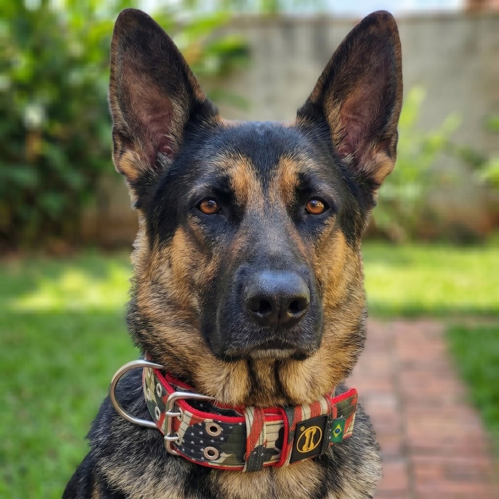 Coleira K9 Estados Unidos Cachorro Cão Pets Camuflado Pastor Alemão Rottweiler Pitbull Bully Terrier