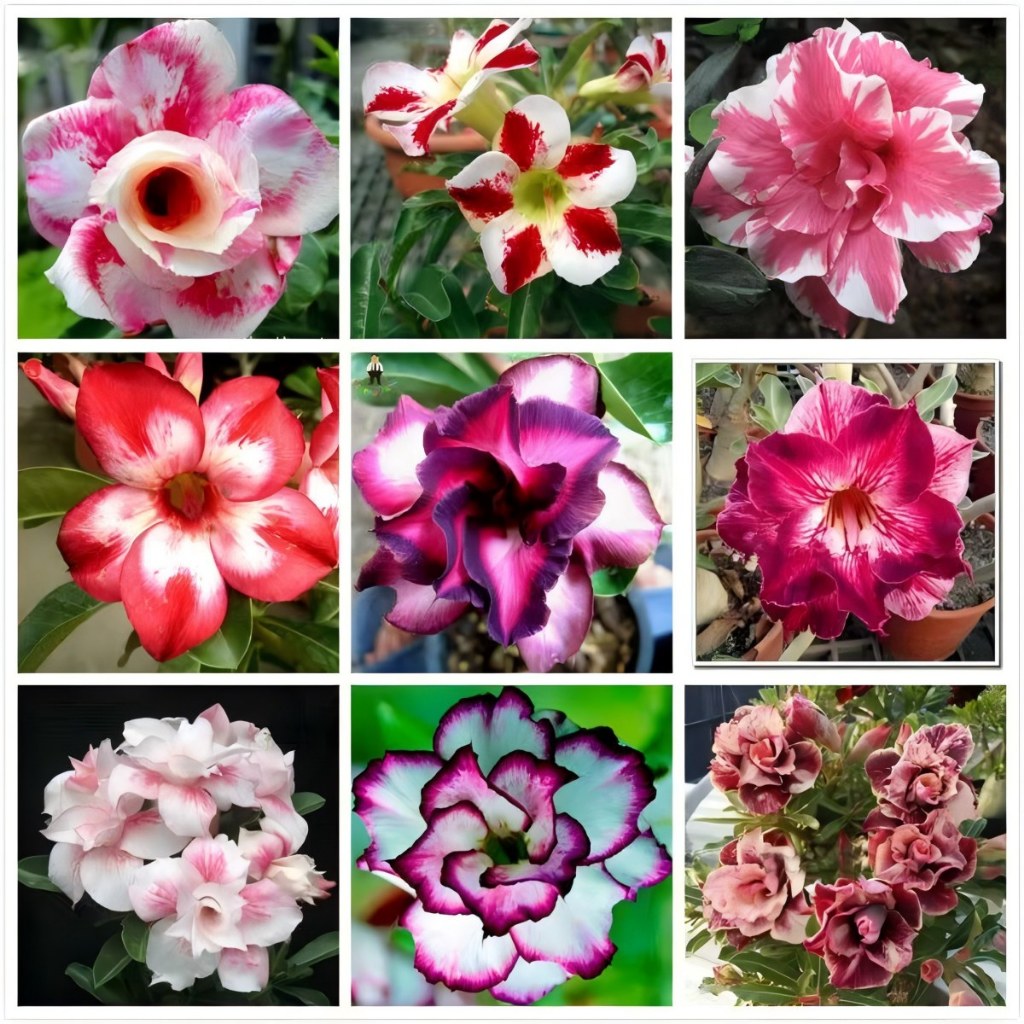 Fácil cultivo kit 20  Sementes de Rosa do Deserto simples tons de Rosa