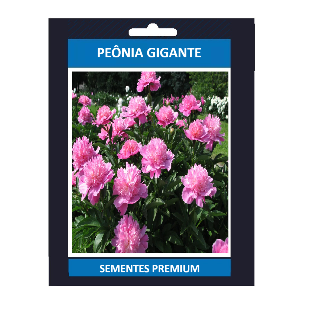 Sementes Da Flor Peonia Gigante! Premium