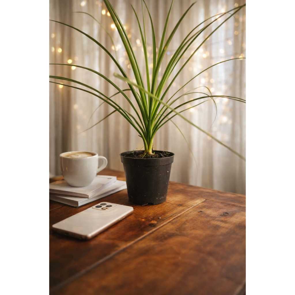 MUDA DE PATA DE ELEVANTE NATURAL