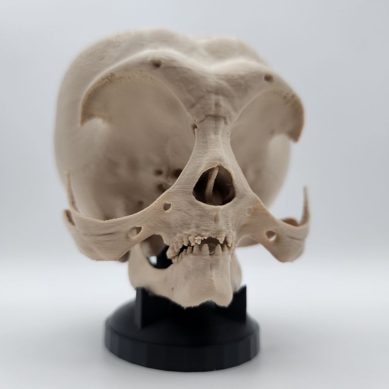 Crânio 3D Decorativo ET Alien Decoração Ficção Científica Caveira Fóssil Extraterrestre