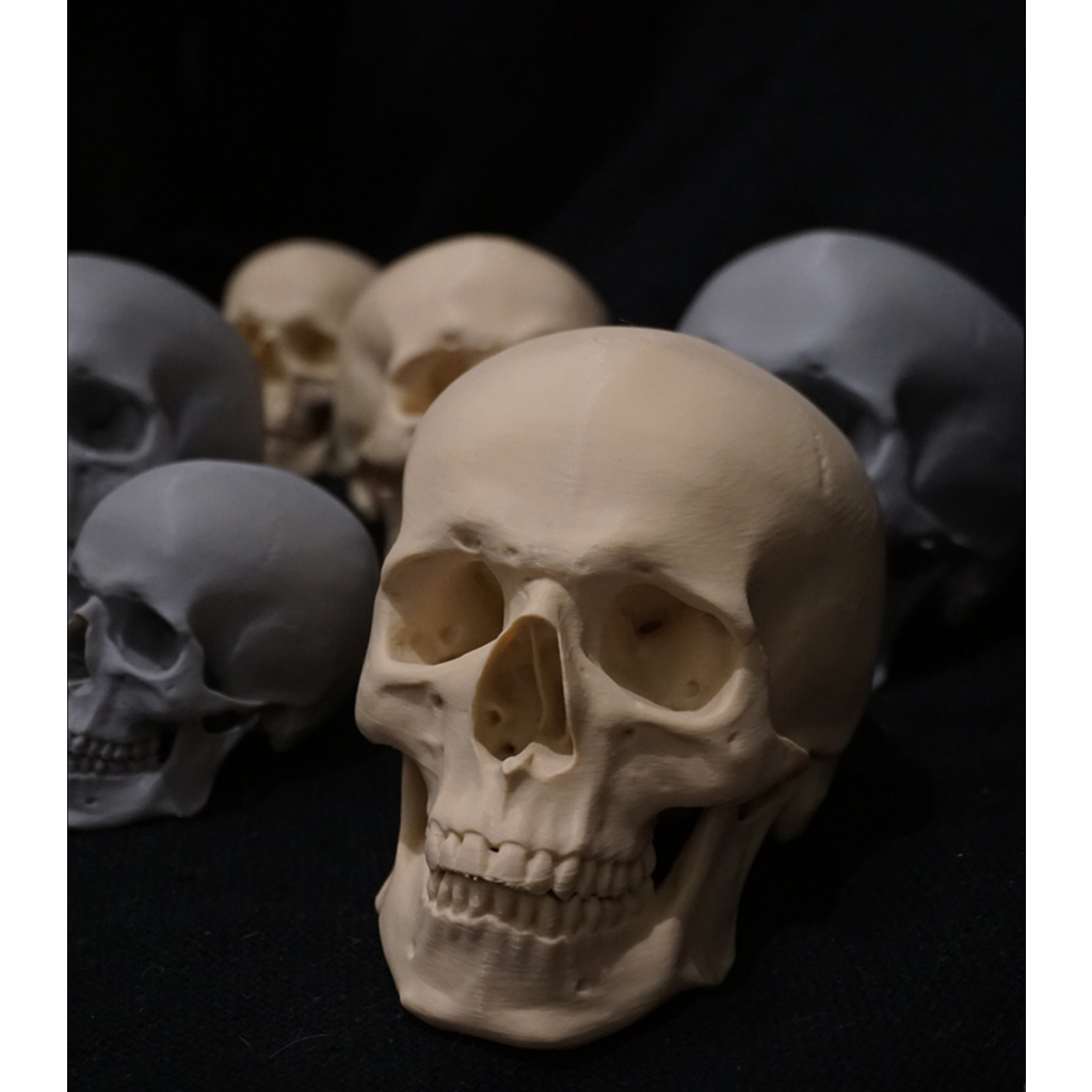CRÂNIO HIPER REALISTA - Impresso 3D PLA- 3 tamanhos e 2 cores