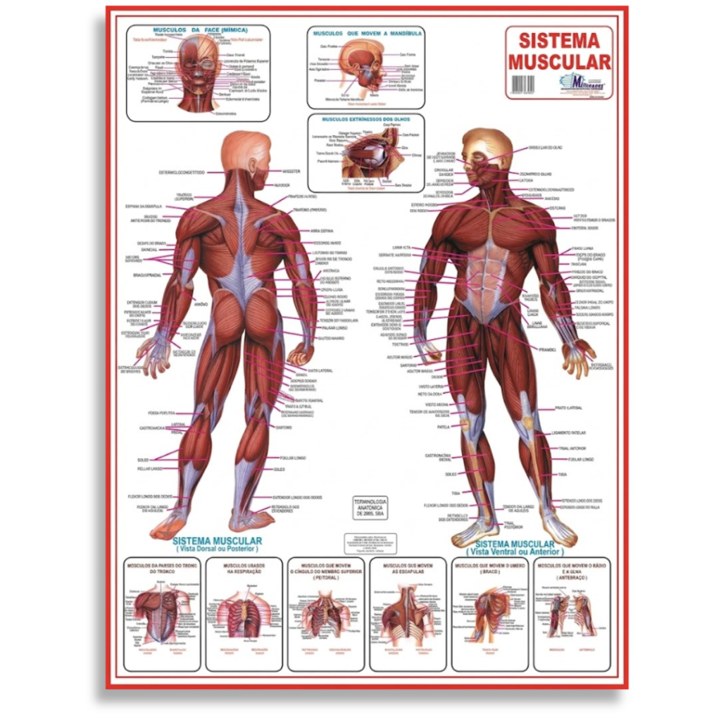 Mapa Sistema Muscular Corpo Humano Medicina Anatomia Poster
