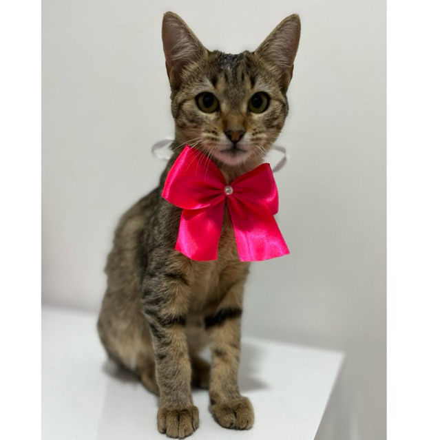 10 gargantilhas pet sortidas para cães fêmeas laços petshop gargantilha pet shop acessórios pet laços pet cães laços