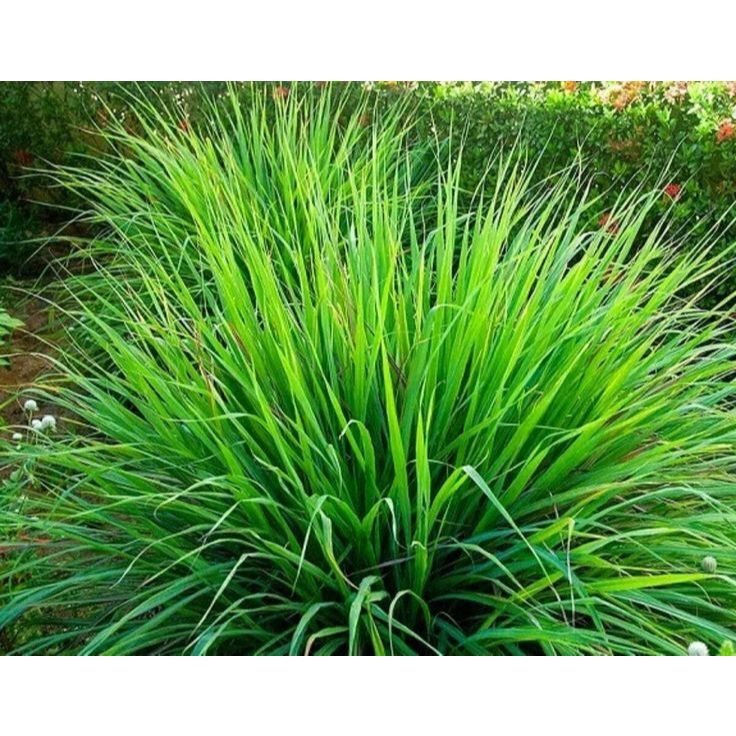 Capim santo , Capim Limão - planta medicinal para chá - 1 muda de até 20 cm -