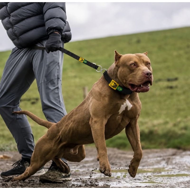 kit coleira para  Pit bull e outros adestramento com guia larga e reforçada conforto para seu pet.