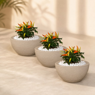 Kit Com 3 Vasos Bacia Polietileno Para Plantas cactos e Suculentas Nº1 (26x13) Com prato