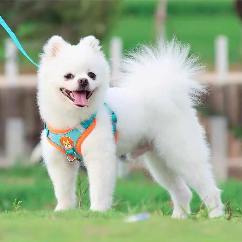 Coleira Peitoral para cachorro pequenos e médios com guia para pet colete confortável