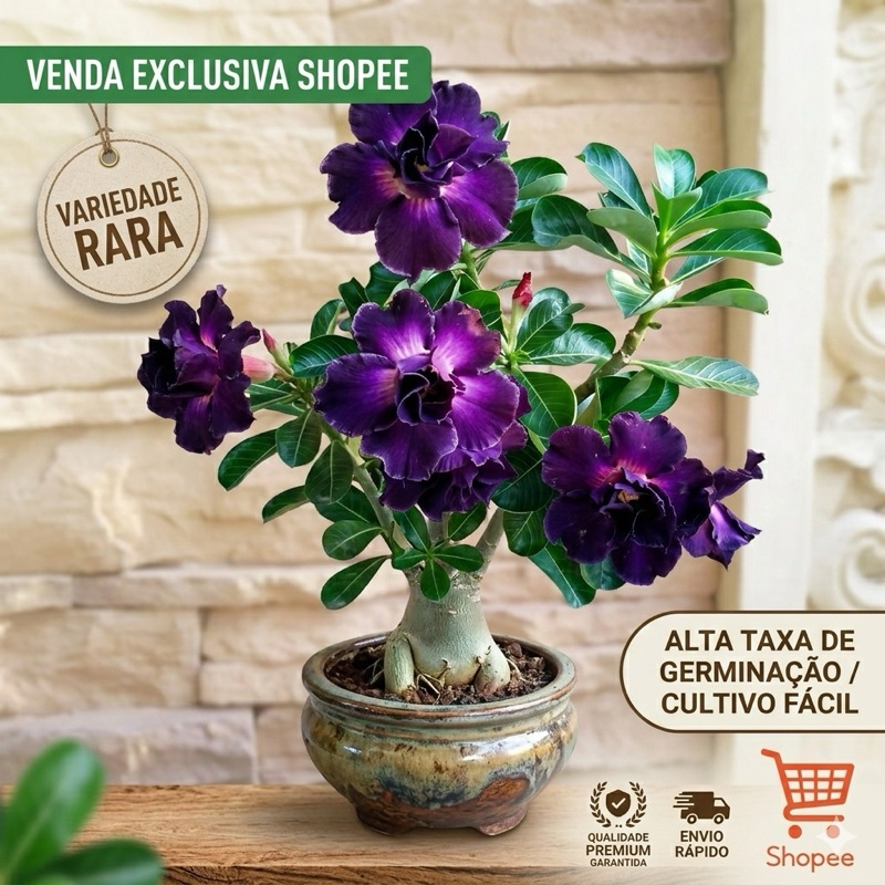 Rosas Do Deserto Dama da Noite Rara Originais Kit 3 Seeds Germinação Rápida