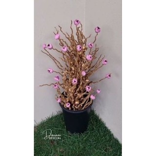 Cacho de Coqueiro Natural seco para Artesanato Decoração
