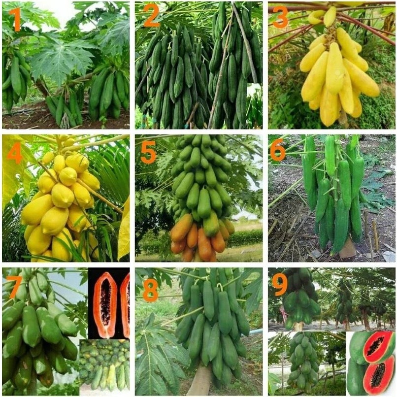Sementes de Mamão  ‘Kaew Klang Dong’– Mix de Variedades com Alta Germinação em Oferta na Shopee