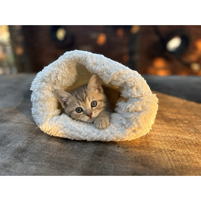 saco de dormir para gatos nuvem -tamanhos filhote e adulto