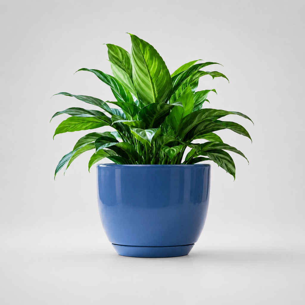 Vaso Para Plantas Decorativo 20x25 Bojo Redondo Liso Polido Estilo Vietnamita Com Prato Sala Jardim
