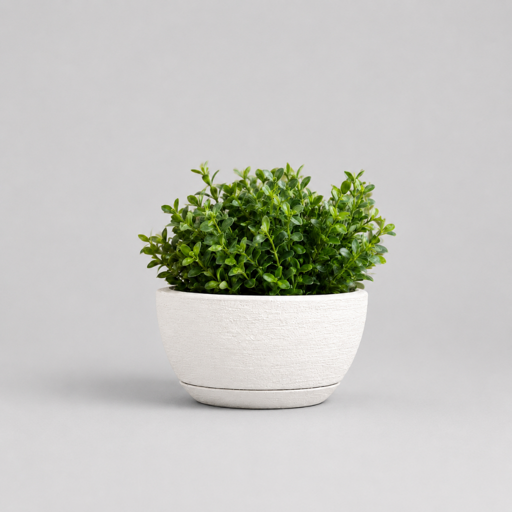 Vaso de Planta Decorativo Bacia Escovada 13x25 com Prato em Polietileno Suculentas e Cactos